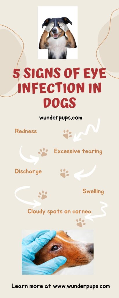 a-guide-to-identifying-and-treating-common-dog-eye-infections-welcome