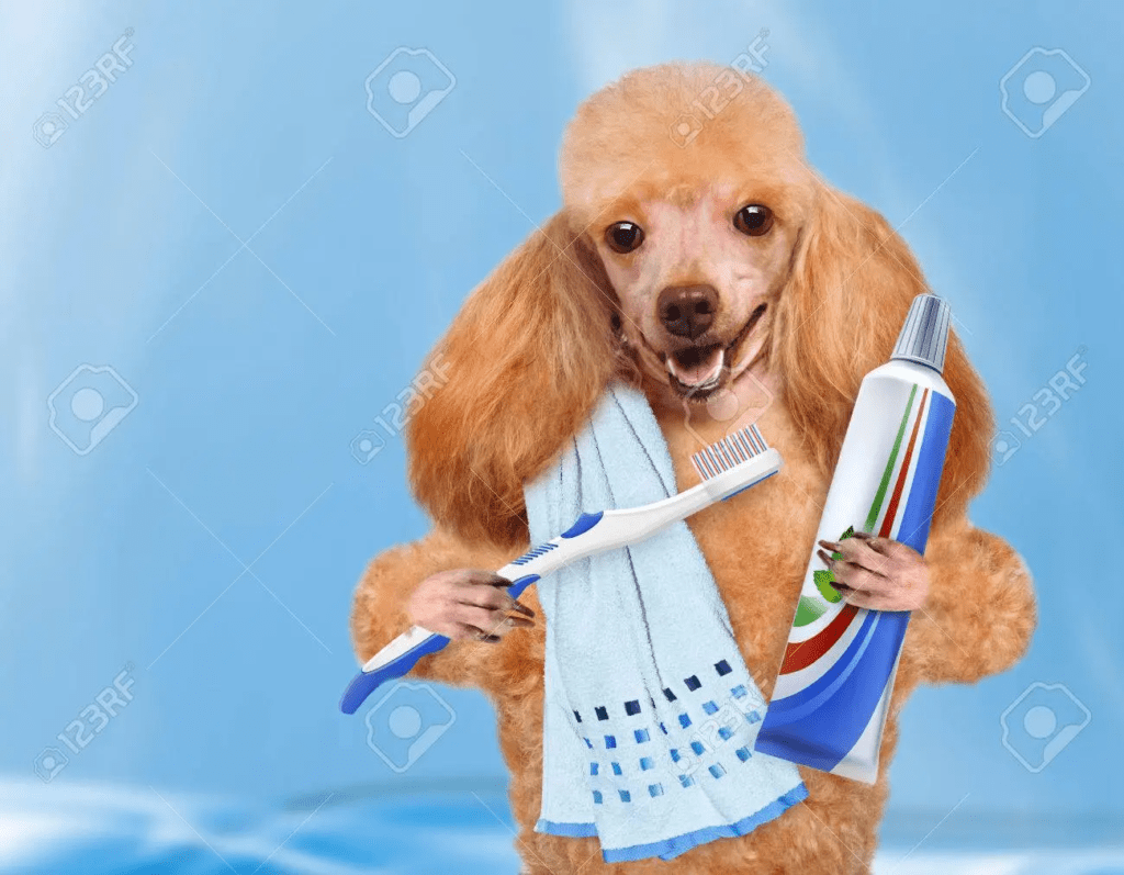 brushing your dog's teeth